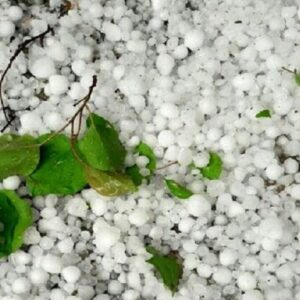 بارش تگرگ به مزارع کاهو و ذرت در روستاهای کازرون خسارت زد