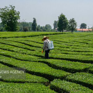 صادرات چای ۴۸ درصد افزایش یافت