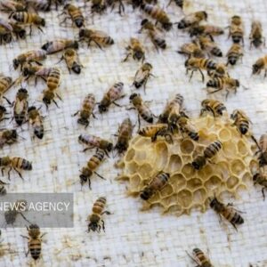 محمدزاده: ۲۱۸کیلو گرم ژل رویال سطح تولید استان خراسان شمالی است