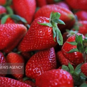 پیش بینی برداشت ۷۲۰۰ تن توت فرنگی در سیمرغ