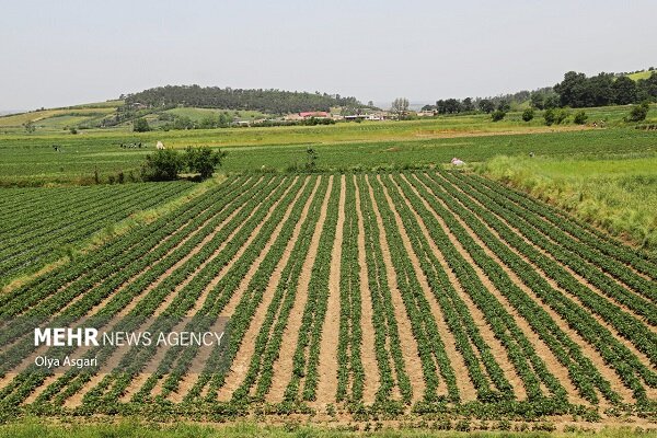 استفاده از سامانه LFP برای ادارات ثبت و جهاد کشاورزی الزامی شد