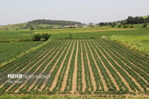 استفاده از سامانه LFP برای ادارات ثبت و جهاد کشاورزی الزامی شد