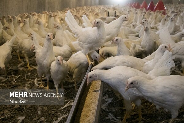نهاده دامی، قطاری که به مقصد نرسید