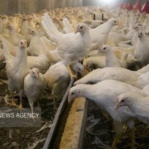 نهاده دامی، قطاری که به مقصد نرسید