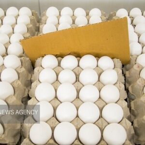 افزایش قیمت تخم‌مرغ در بازار بوشهر؛ تولید صنعتی در استان نداریم