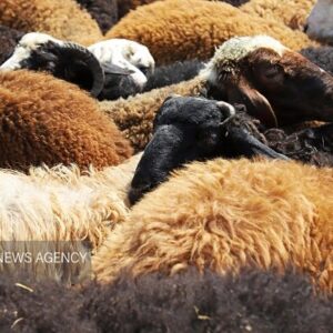 کشف دام زنده قاچاق ۴.۸ میلیاردی در دماوند