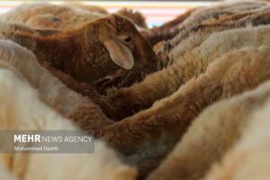 کشف محموله احشام قاچاق در سنقروکلیایی