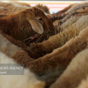 کشف محموله احشام قاچاق در سنقروکلیایی