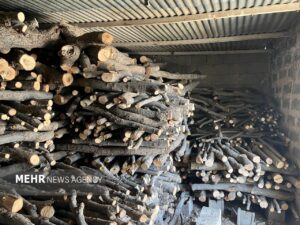 امسال ۳۱ استر هیزم جنگلی در میاندرود کشف شد