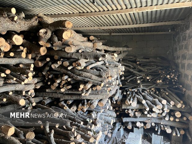 امسال ۳۱ استر هیزم جنگلی در میاندرود کشف شد