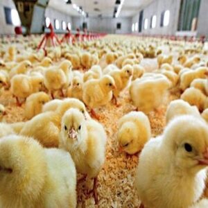 نامی:جوجه‌ریزی در مرغداری‌های چناران ۵۰ هزار قطعه افزایش یافت