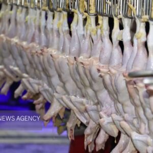 ۲ تن مرغ تاریخ‌گذشته در سردخانه‌های اهواز کشف شد