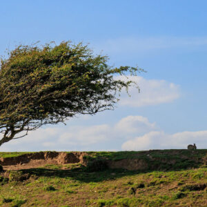 وزش باد در ایلام قربانی گرفت