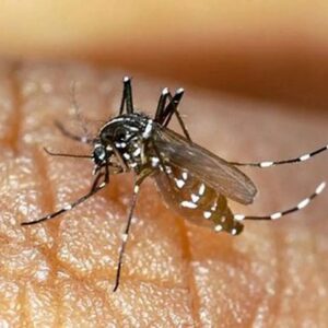 افزایش شمار مبتلایان به تب دنگی به ۲۵۵ تن در هرمزگان