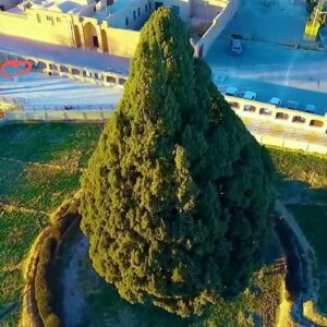 درختان دیرزیست ایران در رویای جهانی شدن؛ سرو ابرکوه الگوی نجات درختان