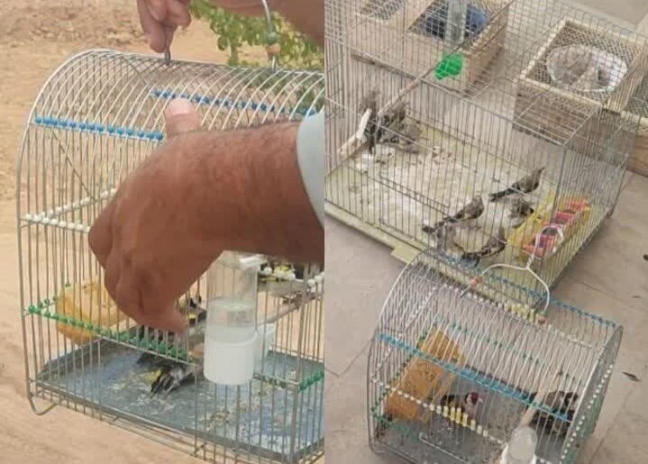 کشف محموله بزرگ سهره‌ طلایی از یک شکارچی متخلف در مریوان