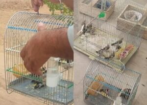 کشف محموله بزرگ سهره‌ طلایی از یک شکارچی متخلف در مریوان