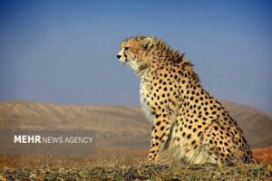 یوزپلنگ نر «هیوا» در پارک ملی توران شاهرود مشاهده شد