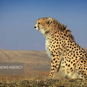 یوزپلنگ نر «هیوا» در پارک ملی توران شاهرود مشاهده شد