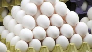 خانزاده: بیش از ۲ تن تخم مرغ فاقد گواهی بهداشتی در کاشمر توقیف شد