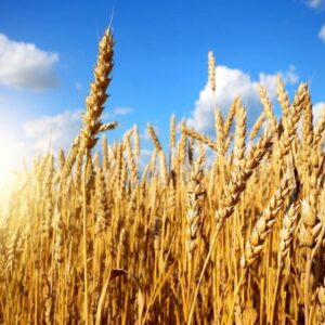 آخرین دستاوردهای پژوهشی و علمی در حوزه کشاورزی استان ایلام