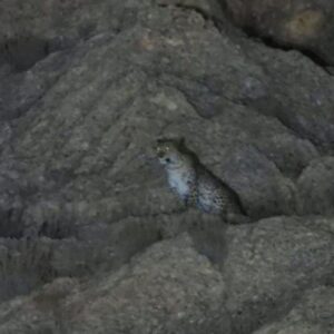 تصاویری زیبا از پلنگ ایرانی ماده با سه توله