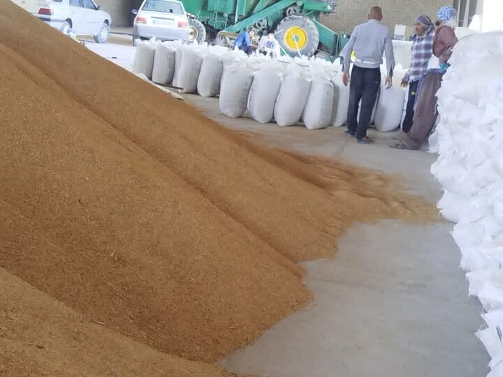 توزیع بیش از ۹ هزار تن نهاده‌های کشاورزی در کهگیلویه و بویراحمد