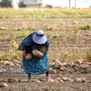 اجرای یکجاکِشتی در بیش از ۱۹ هزار هکتار از اراضی کشاورزی کرمانشاه