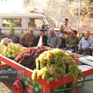 جشنواره تاک و افلاک شهر کامو و چوگان در تقویم ملی گردشگری کشور ثبت شد