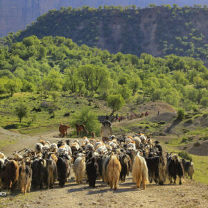 سیلاب ۷ میلیارد تومان خسارت به دام و زیرساختهای عشایری ایلام وارد کرد