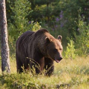 حضور خرس در منزل مسکونی خطیر کوه؛ هوشیاری مانع حادثه شد