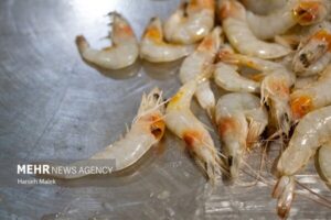 افزایش ۱۰۰ درصدی تولید میگو در کنارک؛ پرورش ۱۲۶ میلیون قطعه لارو میگو