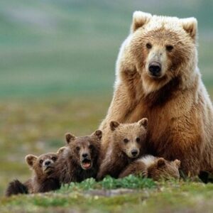ثبت تصاویر خرس قهوه‌ای ماده و دو توله‌اش در منطقه حفاظت‌شده دنا