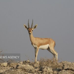 اینجا شاهرود است؛ همزیستی مسالمت‌آمیز