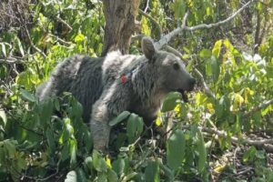 مشاهده یک خرس قهوه‌ای به همراه دو توله‌اش در منطقه حفاظت شده دنا