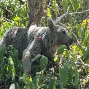 مشاهده یک خرس قهوه‌ای به همراه دو توله‌اش در منطقه حفاظت شده دنا