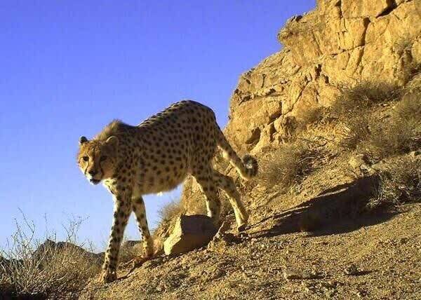 شکاریان: ۶ یوزپلنگ آسیایی در پناهگاه میاندشت مشاهده شدند