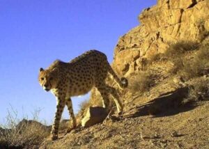 شکاریان: ۶ یوزپلنگ آسیایی در پناهگاه میاندشت مشاهده شدند