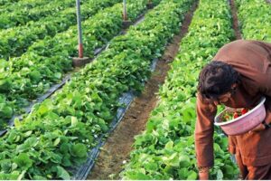 خراسان جنوبی آماده جهش گلخانه ای؛ توسعه منوط به حمایت دولت