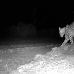 پلنگ طزره دامغان در زیستگاه طبیعی مشاهده شد