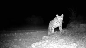 حضور پلنگ در زیستگاه طرزه دامغان ثبت شد