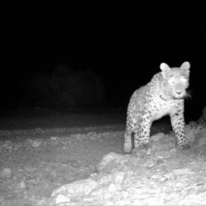 حضور پلنگ در زیستگاه طرزه دامغان ثبت شد