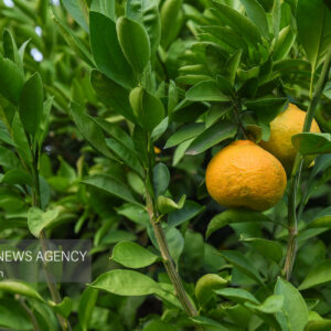 آغاز فصل برداشت مرغوب ترین نارنگی کشور در هرمزگان