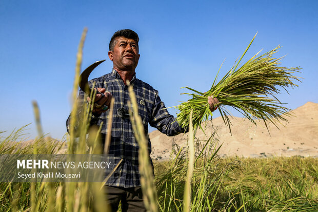 اندیشکده حکمرانی کشاورزی باهدف کمک به تصمیم‌سازی خوزستان راه‌اندازی شد