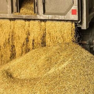 توزیع نهاده‌های دامی از بندر امام ۱۶ درصد رشد کرد