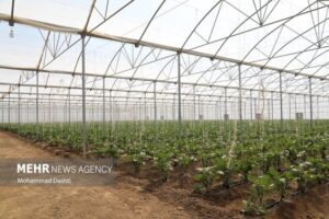 بهره مندی ۸۰۰  خانواده از کشت گلخانه ای در خراسان جنوبی