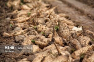 کشت قراردادی بیش از ۴ هزار هکتار از اراضی کشاورزی کرمانشاه