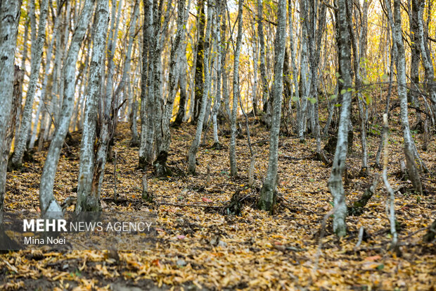 نشست کارگروه ملی طبیعت‌گردی با محور حفاظت و توسعه پایدار برگزار شد