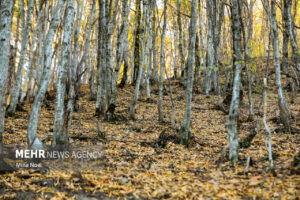 نشست کارگروه ملی طبیعت‌گردی با محور حفاظت و توسعه پایدار برگزار شد