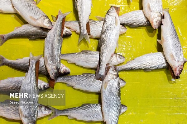 ۴۰۰ کیلو ماهی قاچاق در میناب کشف شد